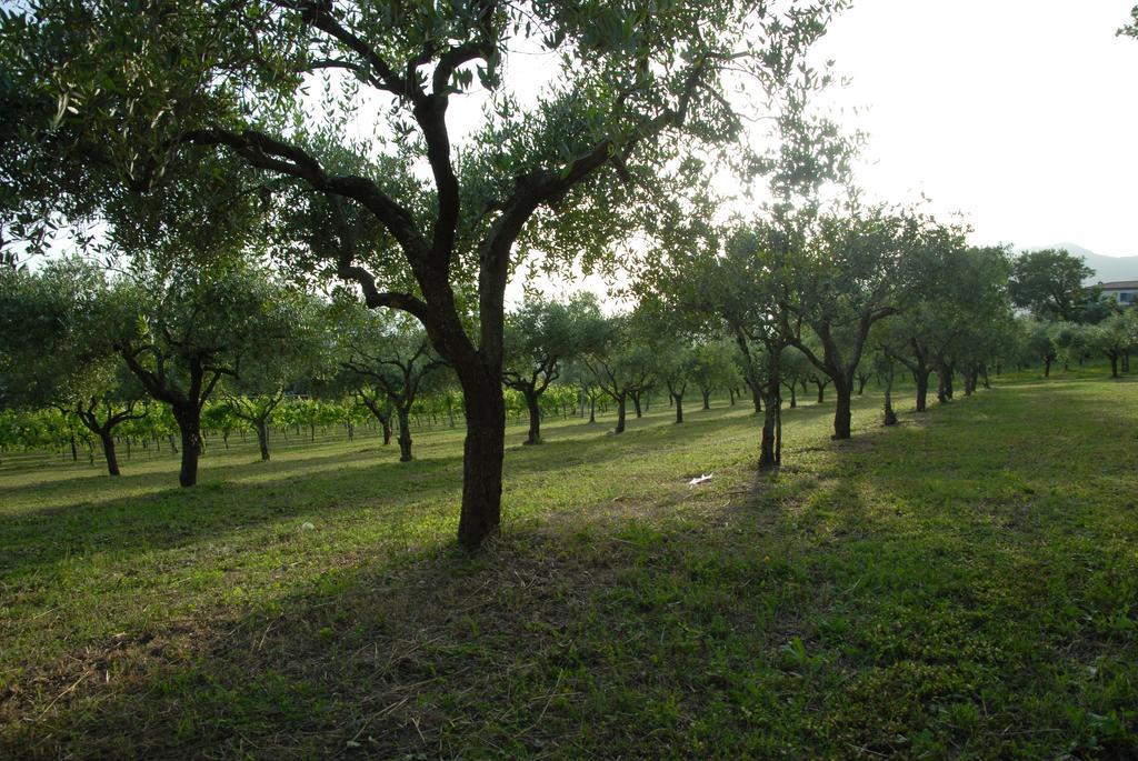Tenuta Torellone San Potito Sannitico Екстериор снимка
